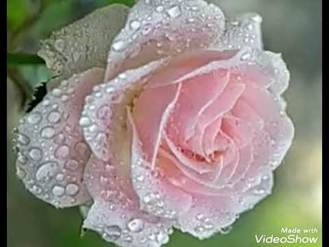some rose flower pic 👌❤️🌷🥀🌷🌹🌹🌹🥀 so beautiful //wajiha fatima// like and subscribe please 🥺 👌