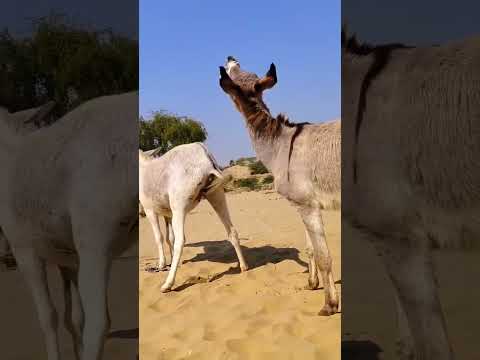 Donkey Mating New Video #animals #mating