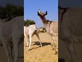 Donkey Mating New Video Animals Mating
