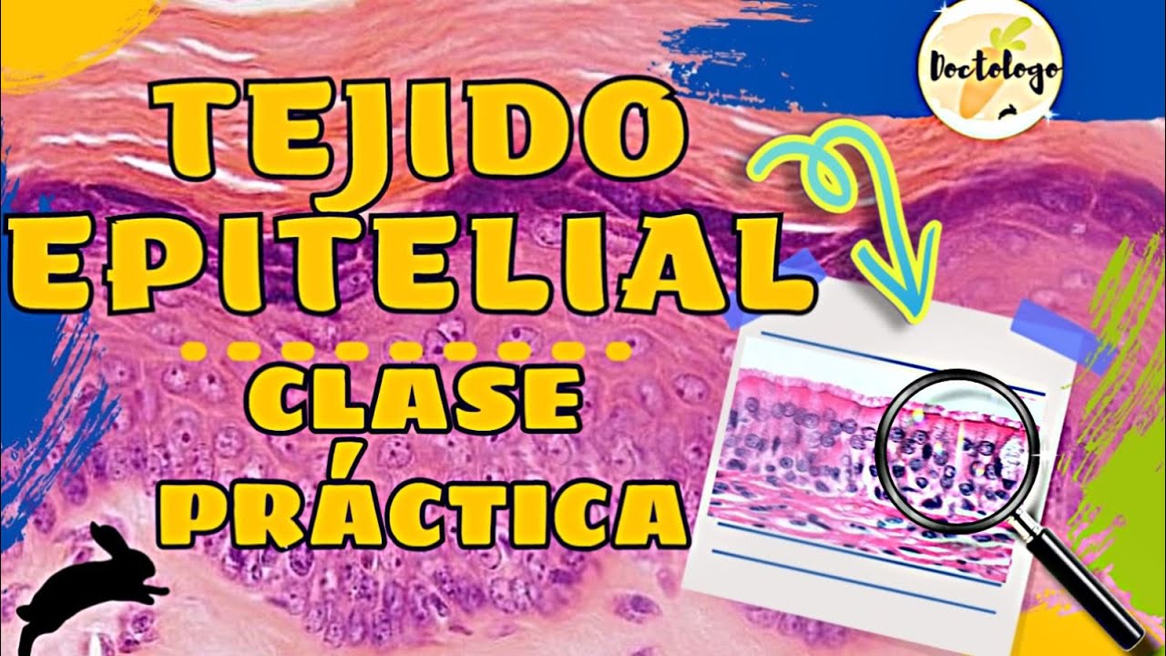 TEJIDO EPITELIAL CLASE PRACTICA| HISTOLOGIA