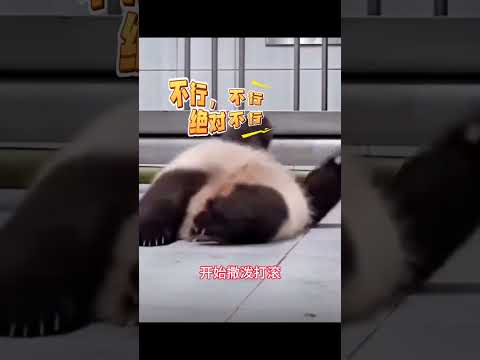 辉宝听到老爸乐宝准备带三胎的消息，直接吓得一屁股坐倒在地~【☁️🔍《我愿》】bgm是我愿，红色蚊香sou#好歌分享官 #我愿 #大熊猫爱宝 #大熊猫乐宝