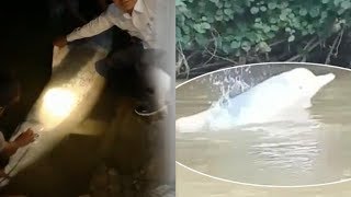 Sempat Gegerkan Warga Kemudian 2 Hari Menghilang, Lumba-lumba di Sungai Kualuh Ditemukan Mati