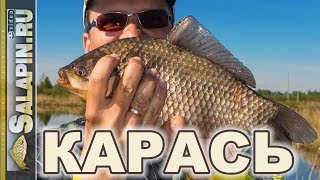 Ловля карася летом на фидер