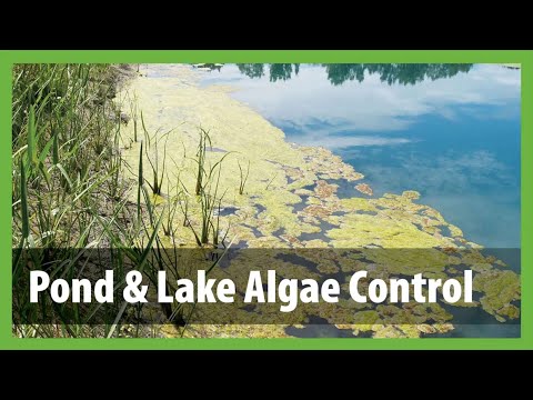 How to Get Rid of Algae in a Pond - Pond & Lake Algae Control
