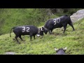 Combat De Vaches D Hérens
