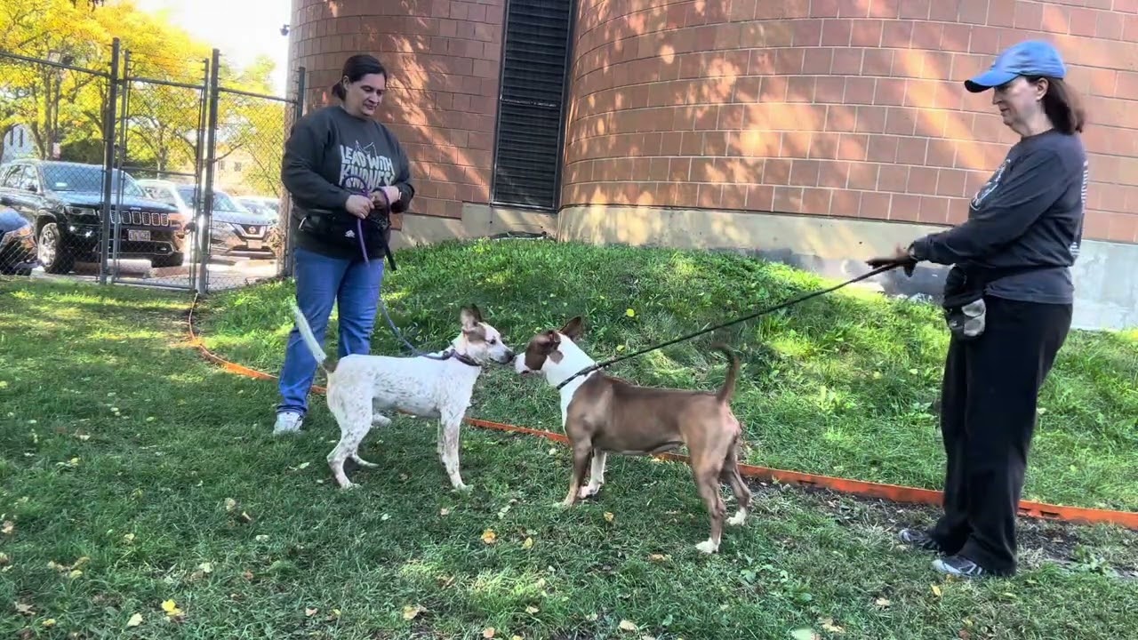Ro Ro's Leash Test