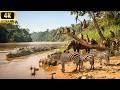 The Amazon Rainforest Some Native Animals That Humans Love Part 6 Wild Life Amazon Jungle