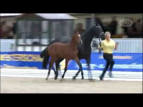 Callaho's Benicio 2013 champion dressage mare
