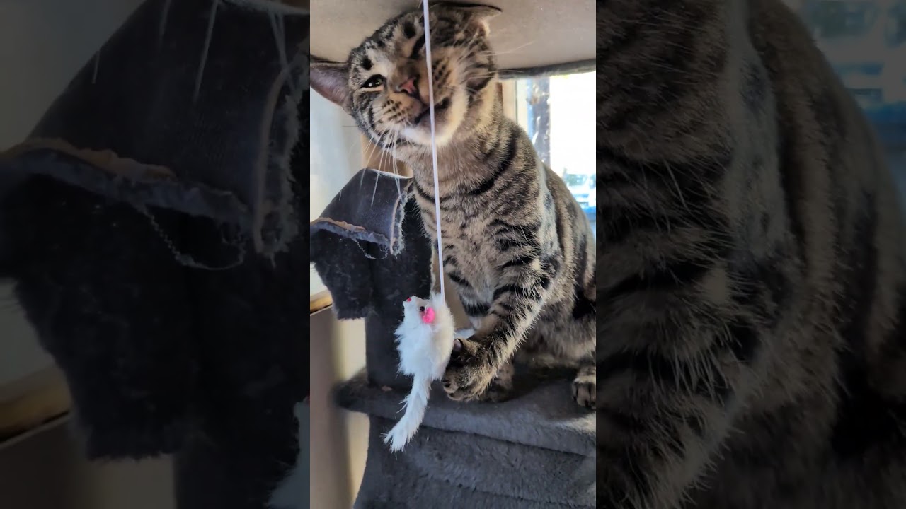 Roman, an adopted Tabby in East Stroudsburg, PA video 5/6