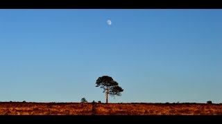 Amos Milburn & His Chickenshackers - How Could You Hurt Me So