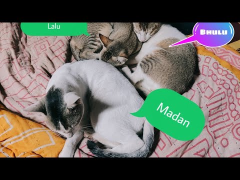 Vlog 1: Meet the Stars of CatWale: Madan, Lalu, and Bhulu!😻