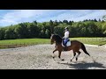 Kyria - Jument PRE 6 ans