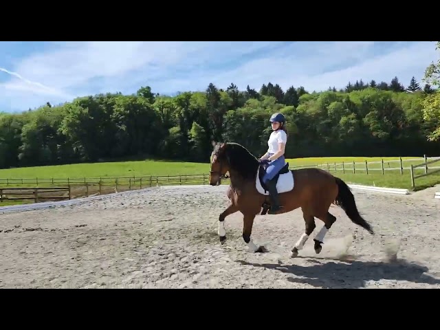 Kyria - Jument PRE 6 ans