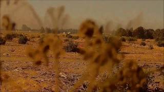 Turtle Dove Hunting in Egypt With Shotkam- Gun Camera