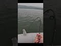 Video Thumbnail for Caught a BEAST Carp while bottom bouncing for Walleye #fishing #carpfishing #saskatchewan