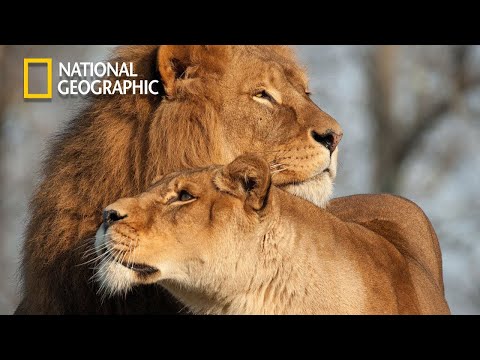 Lion Pride of Bostwana - Lion Pride Documentary | National Geographic Documentary 2023