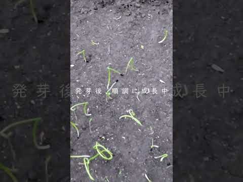 苗にはどんな土を使えばいいのでしょうか？種子の発芽を保証する混合物はこちらです。  庭園