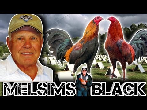 Mel Sims— "Brown Red "Los Numero 1 🐓🐓🐓🔥🔥💥💥💥