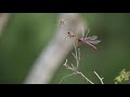 Wasp attack on dragonfly
