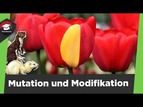 Mutation and modification explained simply - Genotype and phenotype - 3 types of mutation explain...