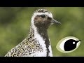 BTO Bird ID Grey Golden Plovers