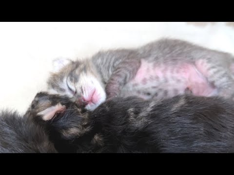 Kittens grow up  twitching after drinking their mother cat's milk