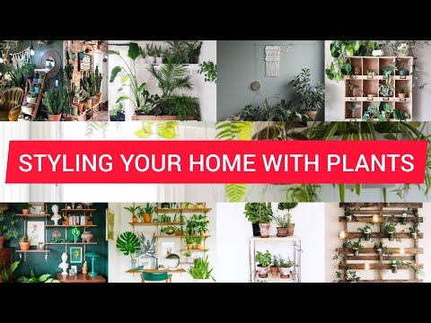Plant Shelf Ideas l 35+ Creative Ways to Arrange Your Indoor Plants l Design with House Plants
