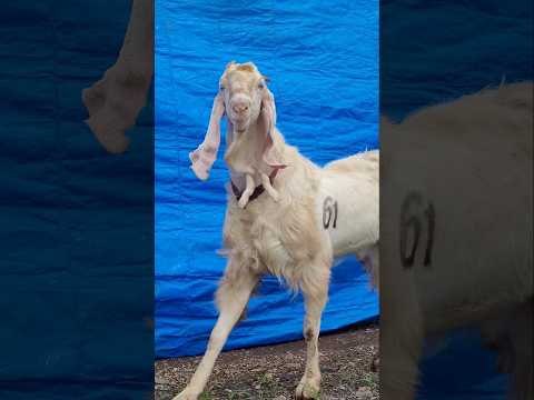 Qurbani ke Bakre😍 #bakraeid #bakraeid2025 #bakraeidspecial #bakra #goats #trending #biggoats