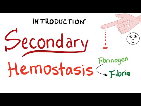 Sekundäre Hämostase - Wie Ihr Blut gerinnt (Koagulation) - Hämatologie
