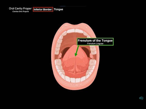 Oral Cavity Proper (Palate & Tongue) - Oral Cavity Anatomy