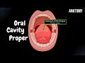 Oral Cavity Proper Palate Tongue Oral Cavity Anatomy