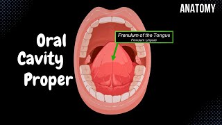 Oral Cavity Proper (Palate & Tongue) - Oral Cavity Anatomy