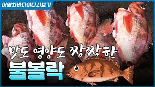 구이에 매운탕에 조림까지! 노릇한 불볼락 구이 한 접이면 부러울 게 없네요~ #열기 #불볼락 #매운탕 #홍도…