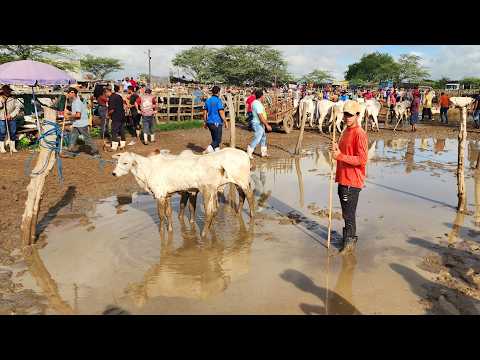 FEIRA DO GADO EM CACHOEIRINHA-PE  09 04 2026 #nordeste