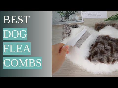 Best Flea Combs for Pet Grooming