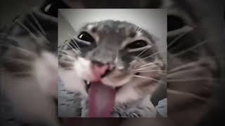 Montagem volte (slowed & reverd) x cat edit