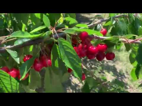 Czereśnia Rivan - wczesna odmiana