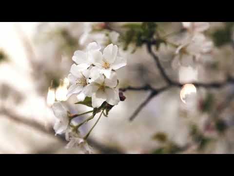 Kamis Sainali - Lahat Kalasahan [mp4]