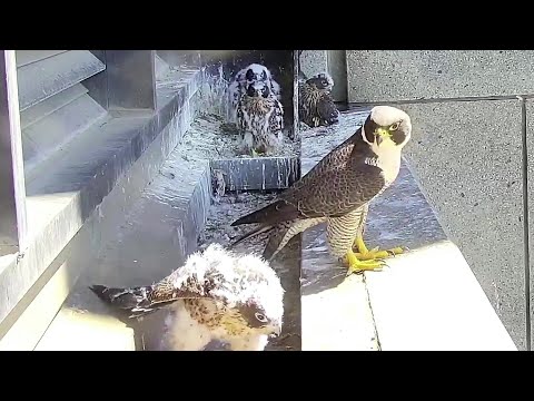 367 Collins Falcons~The oldest is resting on the ledge & went back into the box~11:28 AM 2021/11/01