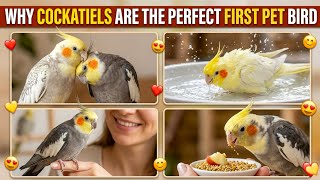 Why Cockatiels Are the Perfect First Pet Bird 🐦❤️