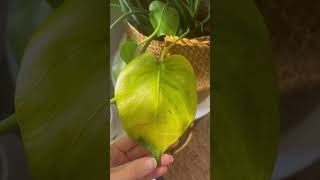 #shorts Monstera Deliciosa leaves turning yellow? Here is what your doing wrong 👉🏻Monstera care