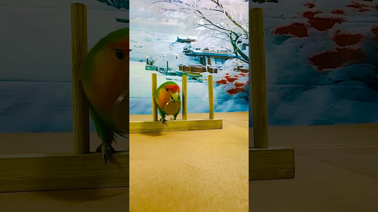 Bird Training:smart lovebird parrot l smart little cute parrot  #training#smartparrot#cute