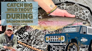 Catching Big Wild Trout During the Salmon Spawn