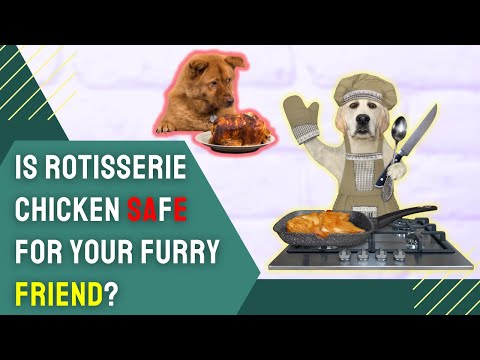 Can Dogs Eat Rotisserie Chicken? | Know Before You Treat!