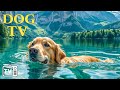 DOG TV Deeply Relaxing Video For Stress Relief For Dog Soothing Dog Music Videos For Dog To Watch