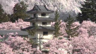 preview picture of video '長野県　高遠城址の桜　その3　雪景色と桜'
