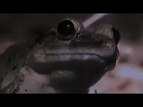Thumbnail of the video: Night-time hunt for animals - Expedition Borneo - BBC wildlife
