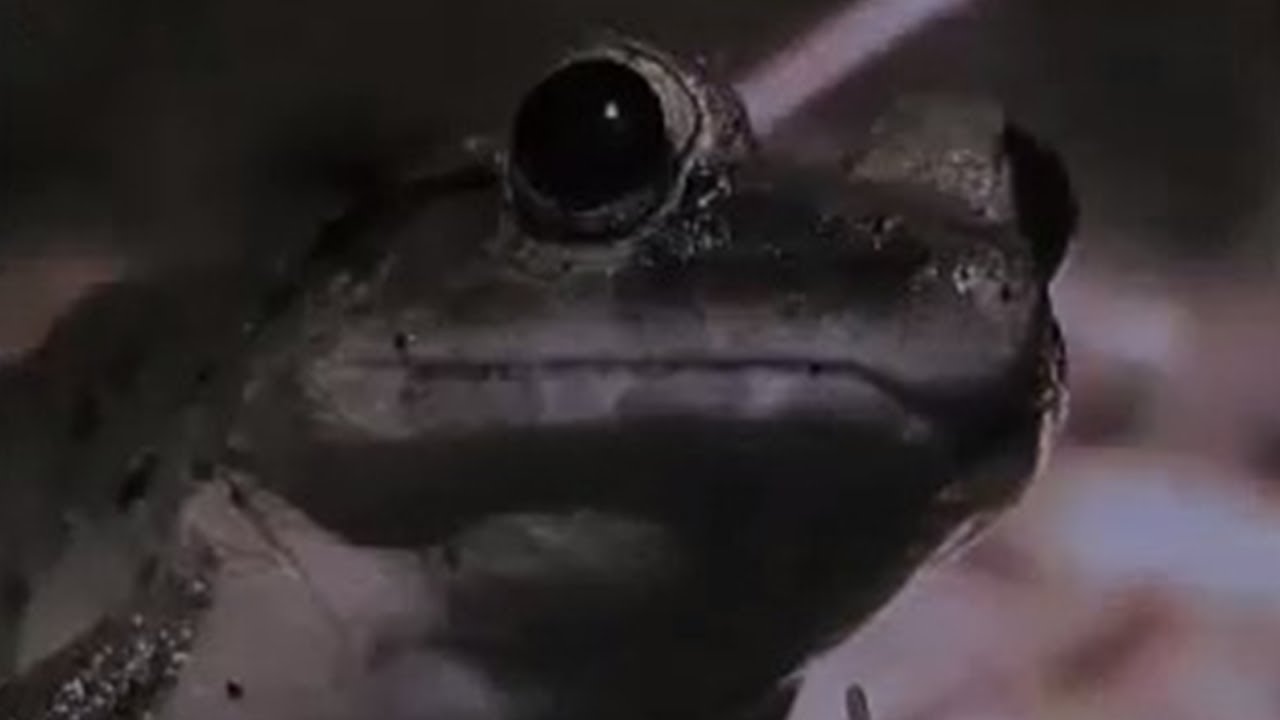 Night-time hunt for animals - Expedition Borneo - BBC wildlife