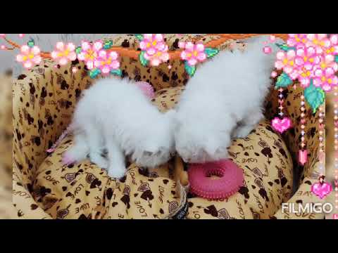 Cutest cat in the world😘