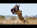 Lion Vs Wildebeest Who Will Win An Epitome Of Escape In The Wild